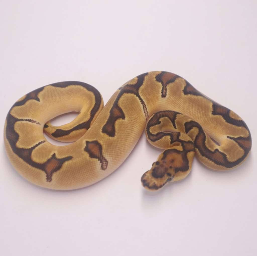 enchi-orange-dream-clown-J2EF0CZCD4