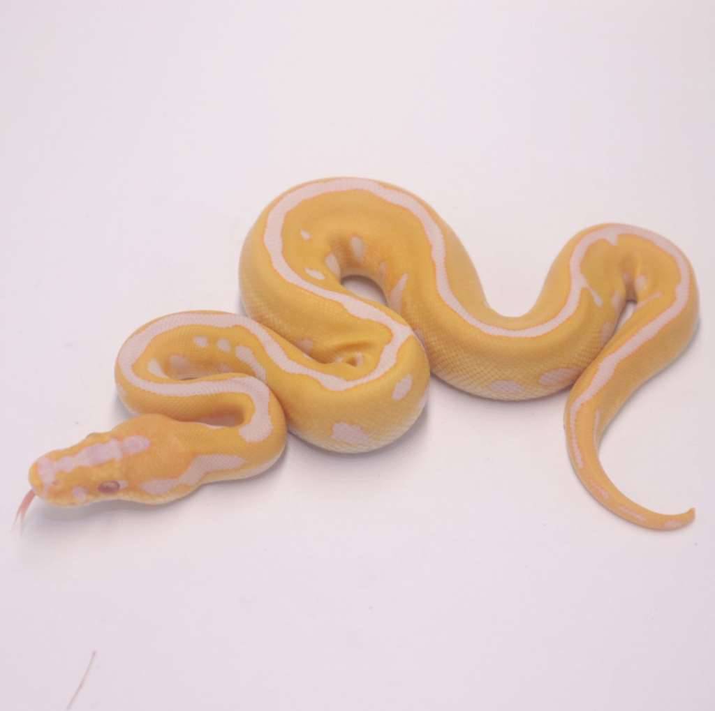 pastel-leopard-spotnose-grail-G87AFGL87F