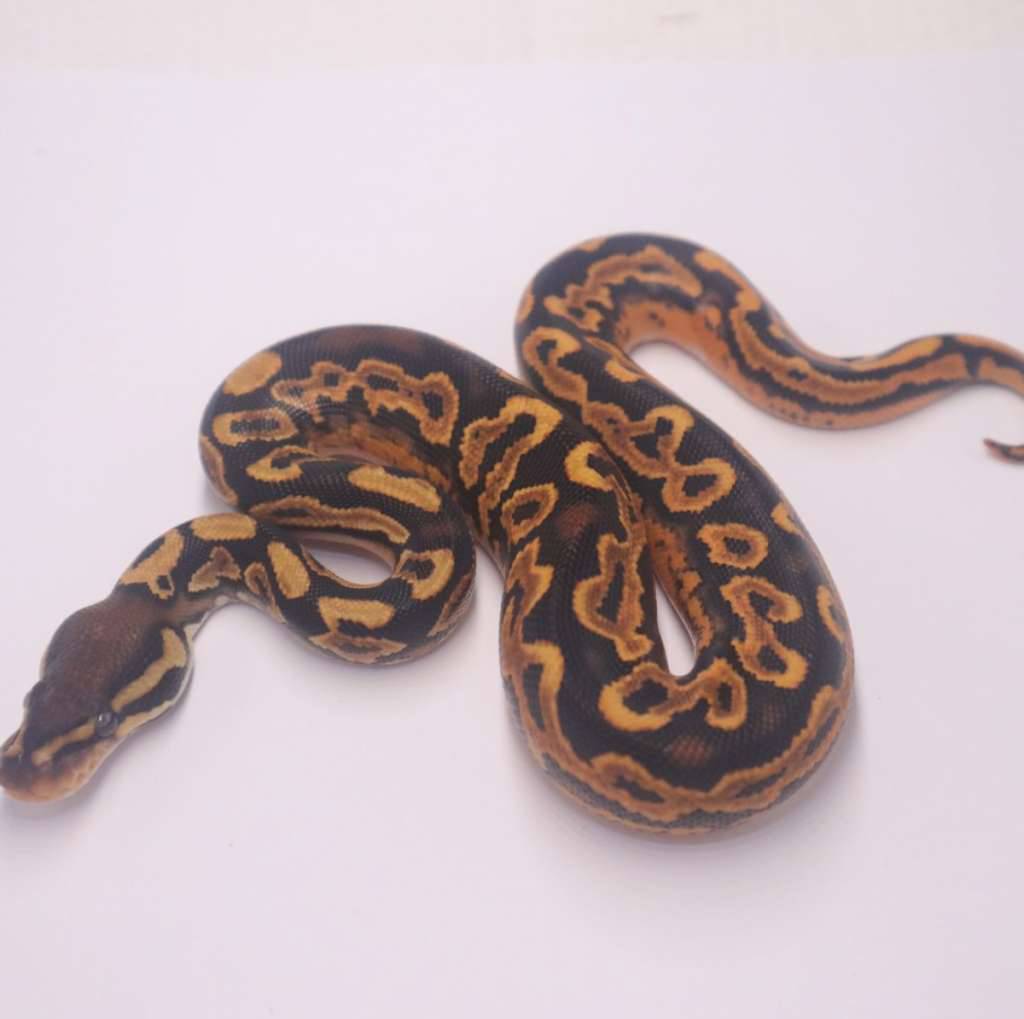 orange-dream-black-pastel-yellowbelly-het-pied-FVTZ933EGP