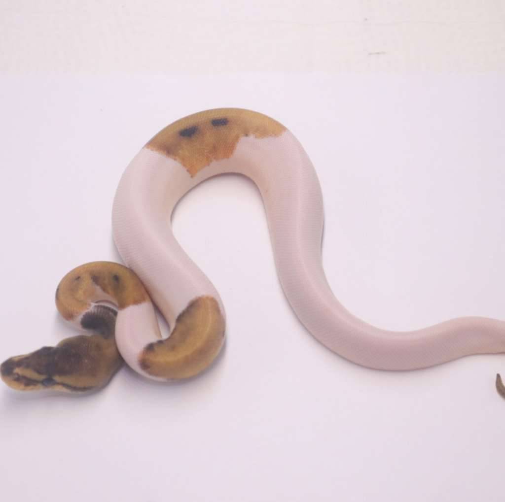leopard-genetic-stripe-pied-W3P3W94BIP