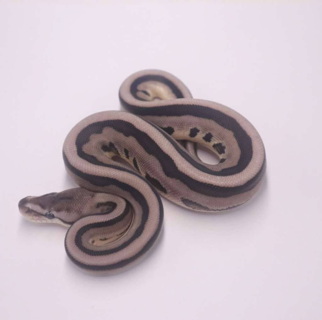 genetic-stripe-axanthic-57276AHD07