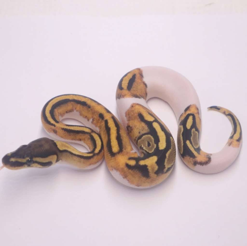pied-het-axanthic-paradox-PT2MYTXZHG