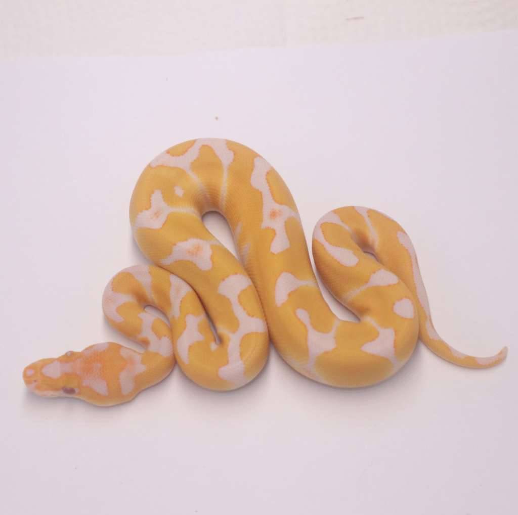 enchi-grail-RS9SZU7WP5