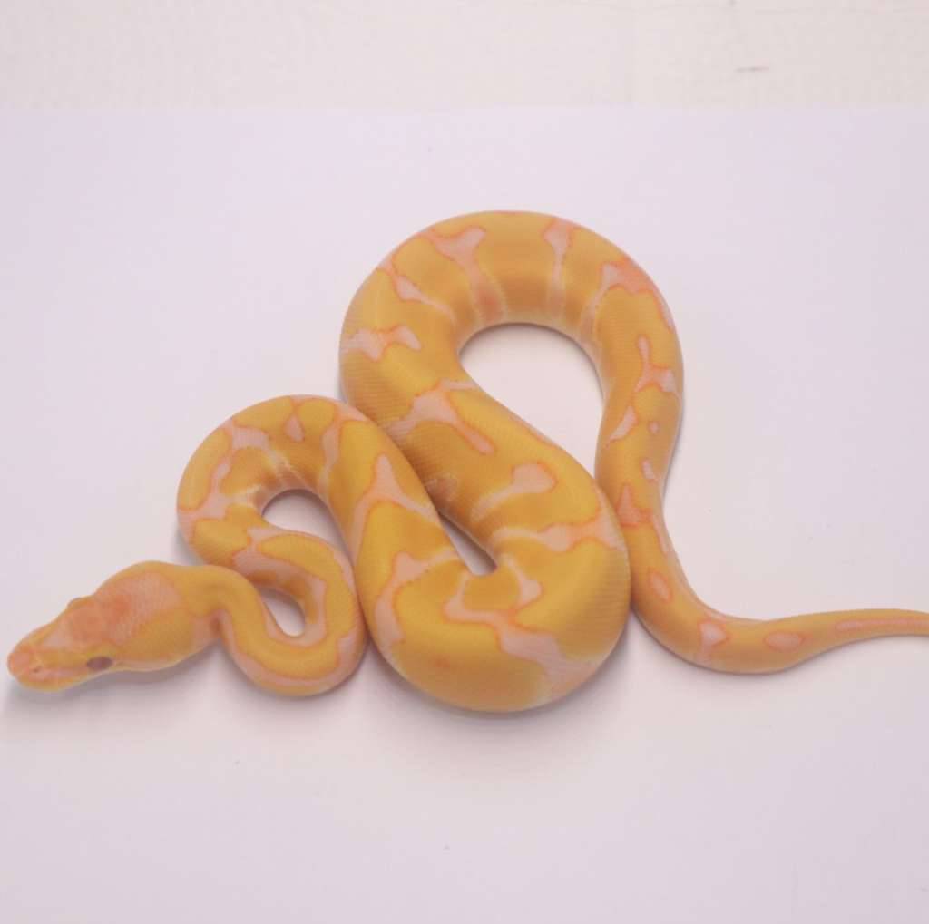 enchi-lavender-het-clown-TYBK9TFVNO