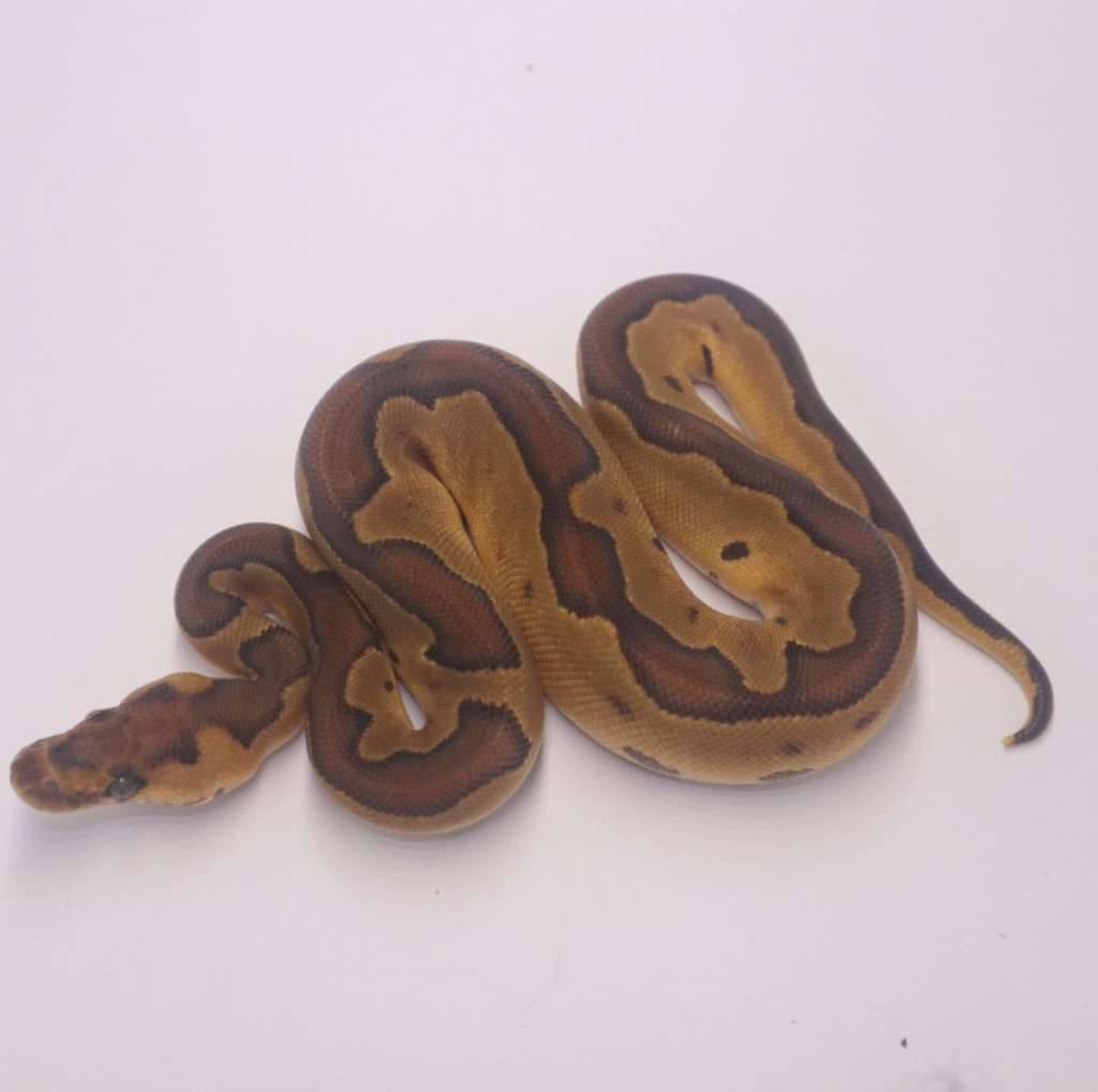enchi-blackhead-clown-het-lavender-AJKT1ZI73J