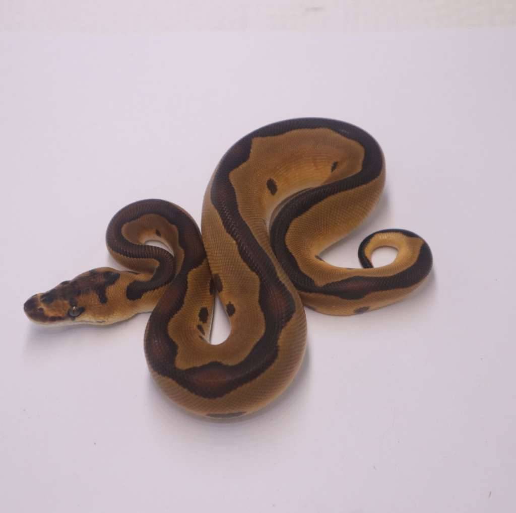 blackhead-leopard-enchi-clown-het-lavender-OEYCDS1YBO