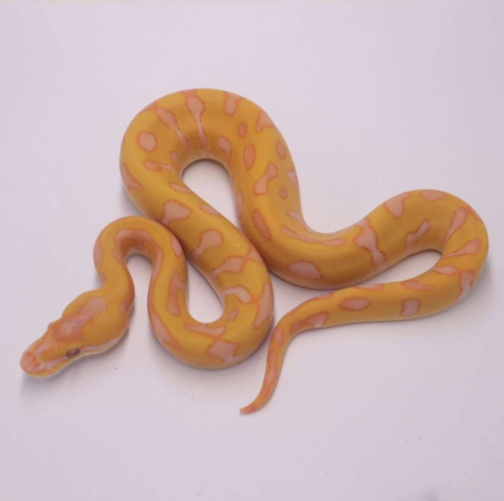 leopard-enchi-lavender-het-clown-VHVLC0JDYC