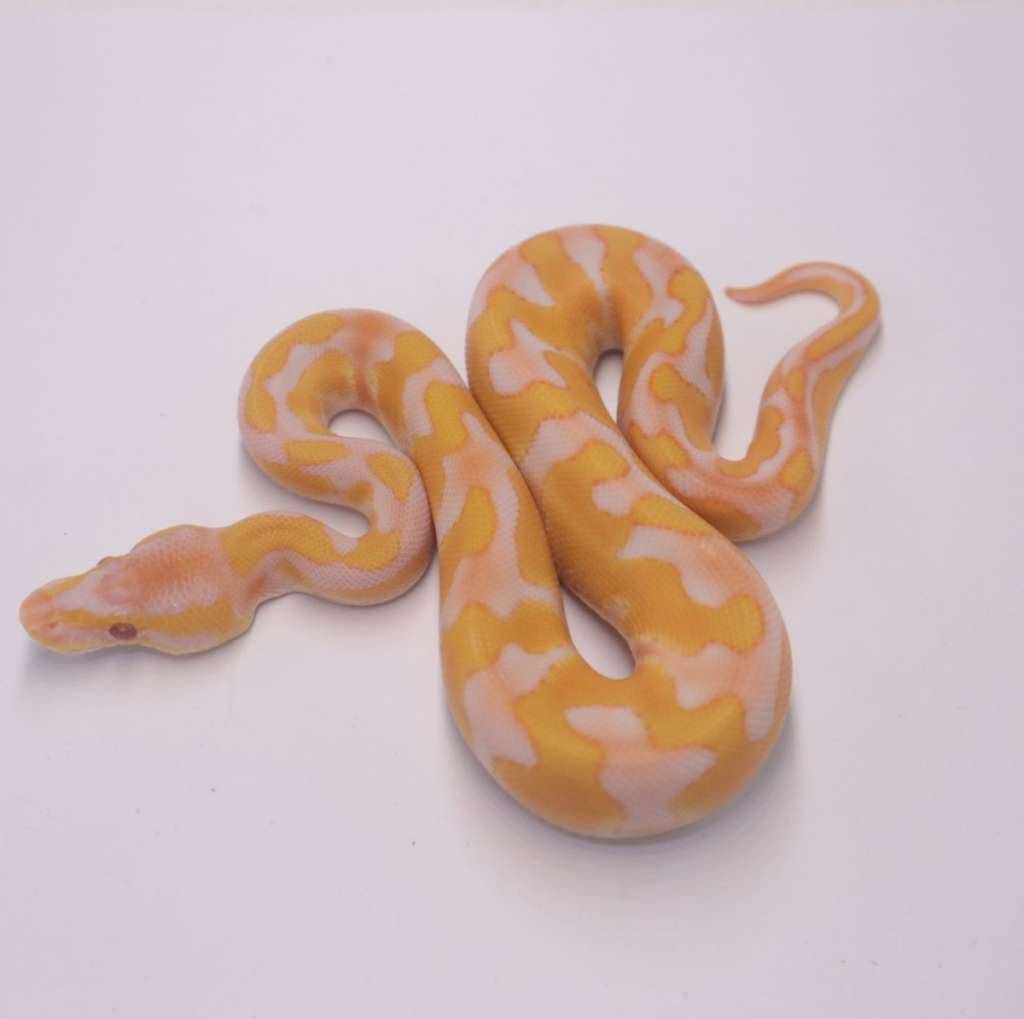 enchi-blackhead-lavender-het-clown-F3ID1OQCKS