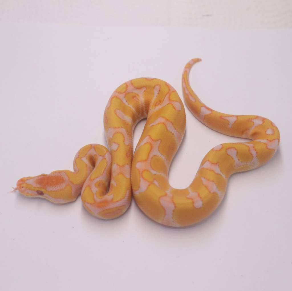 enchi-lavender-het-clown-2MQDP3B4LD
