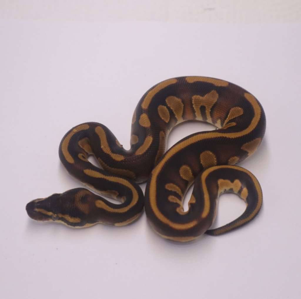 leopard-enchi-blackhead-het-lavender-clown-4C0QJ9ZCRV