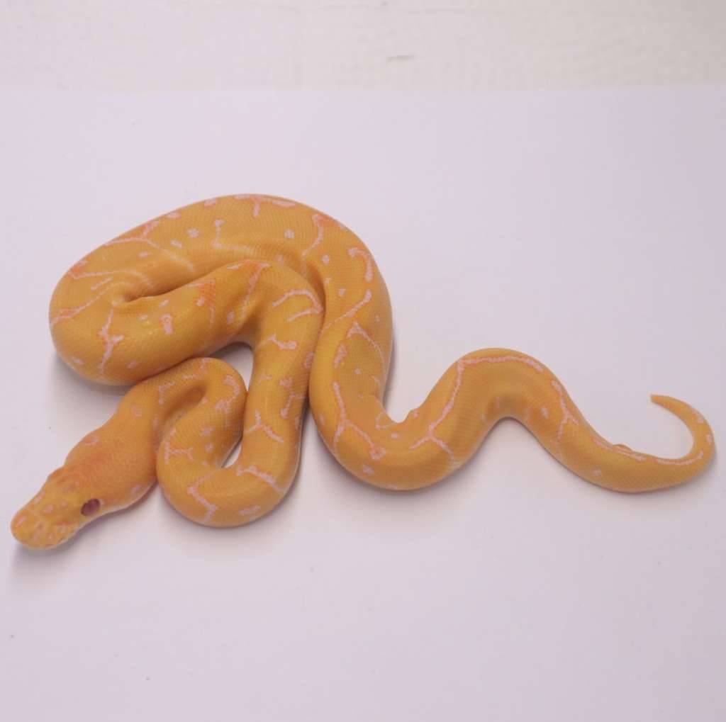 leopard-pinstripe-grail-poss-confusion-NCCMJ6QUUW