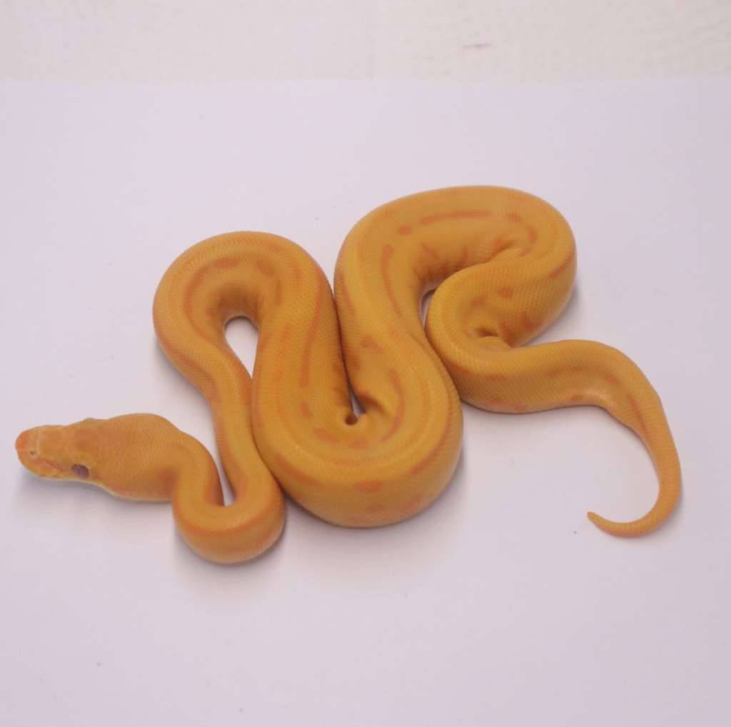 leopard-pinstripe-enchi-confusion-lavender-het-clown-WDVDI7P5CK