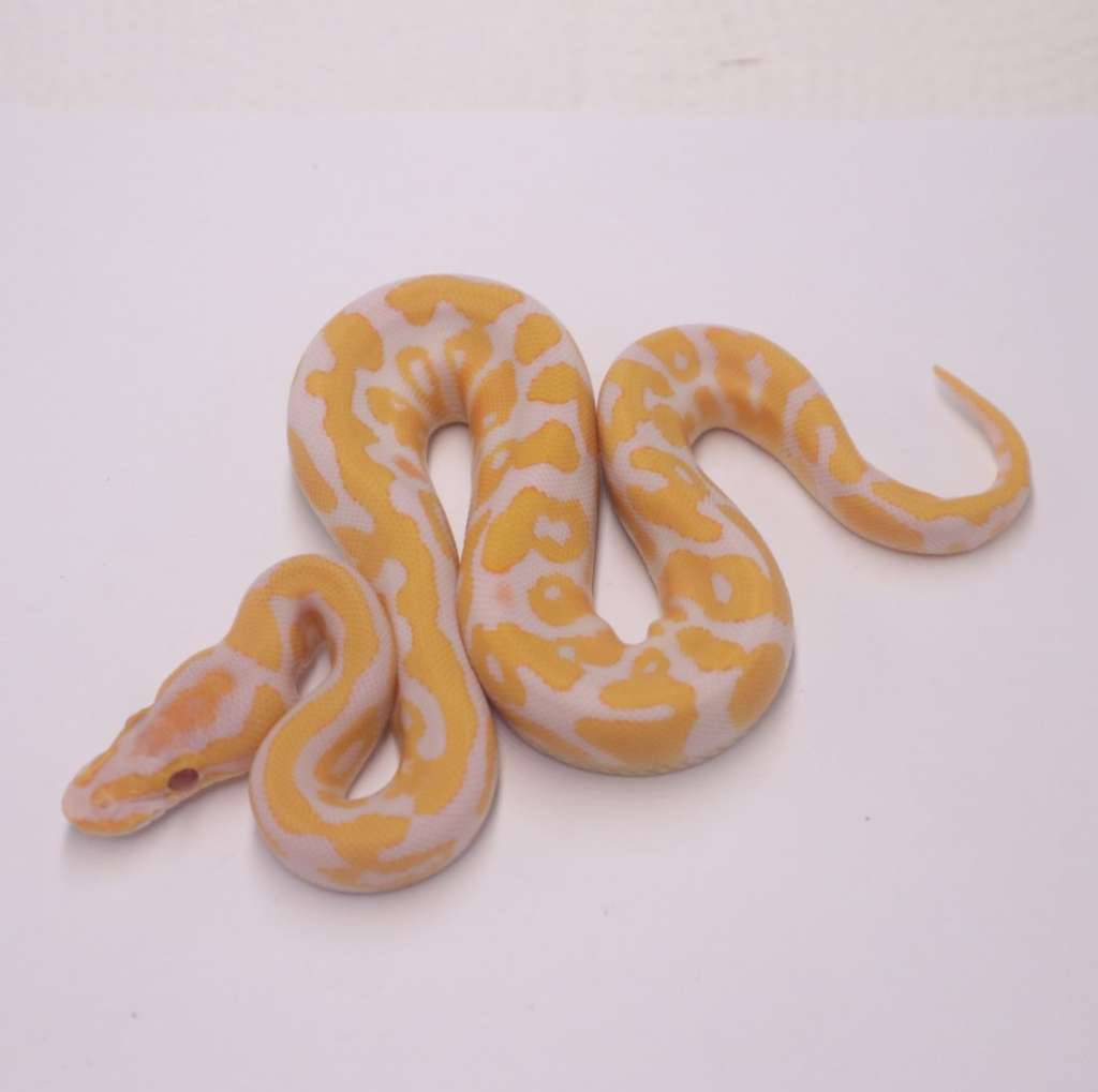 confusion-enchi-lavender-het-clown-YCC2OT2H3Q