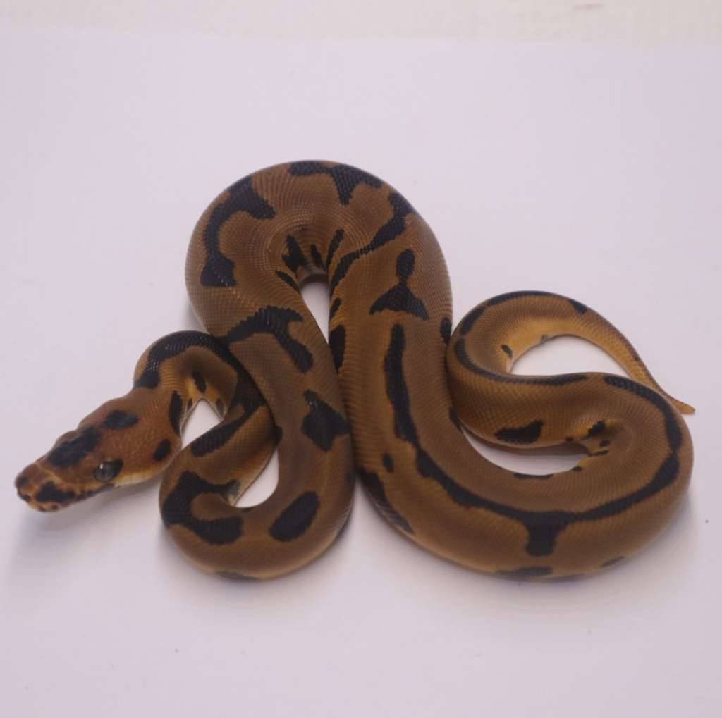 leopard-enchi-confusion-clown-het-lavender-FNBJTINV98