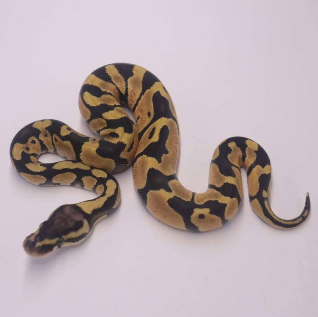pastel-het-axanthic-clown-1LWZYFJ2HT