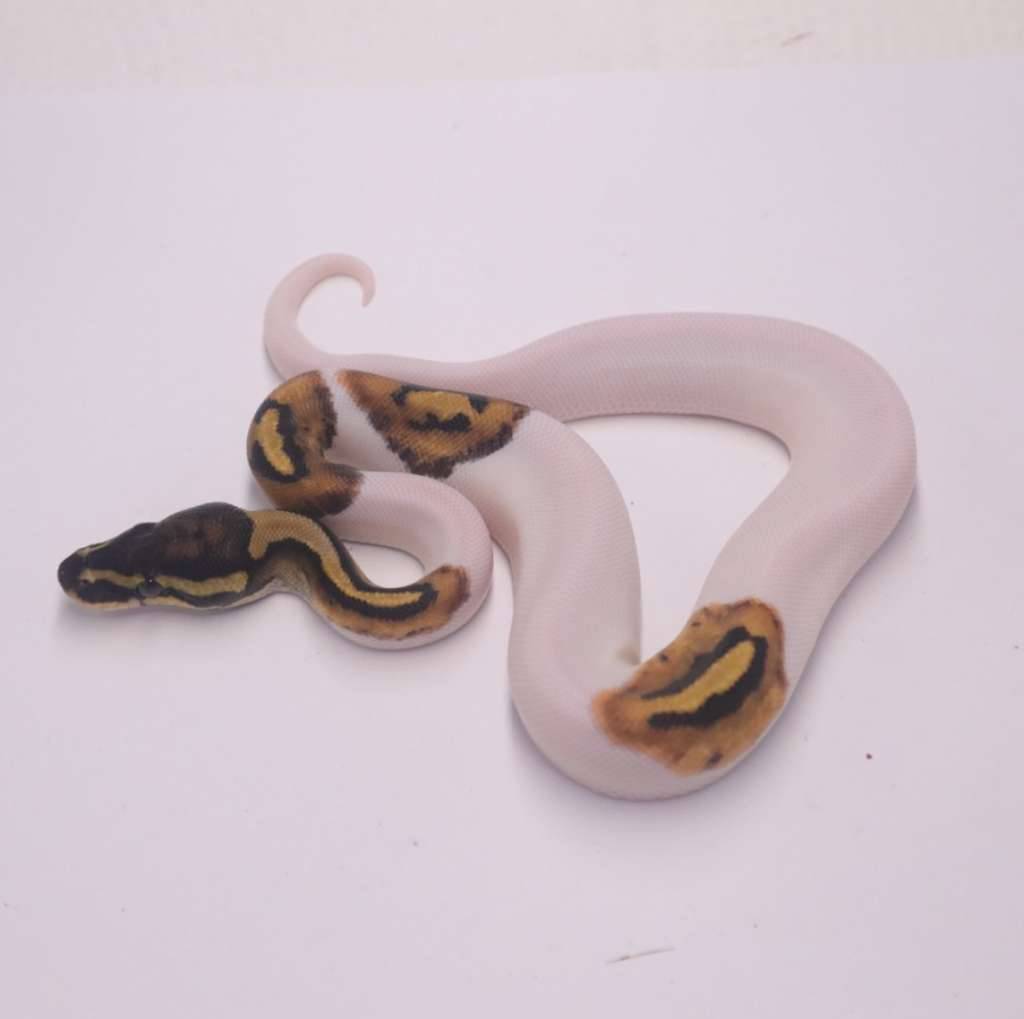 pied-het-axanthic-MECTMA2HMF