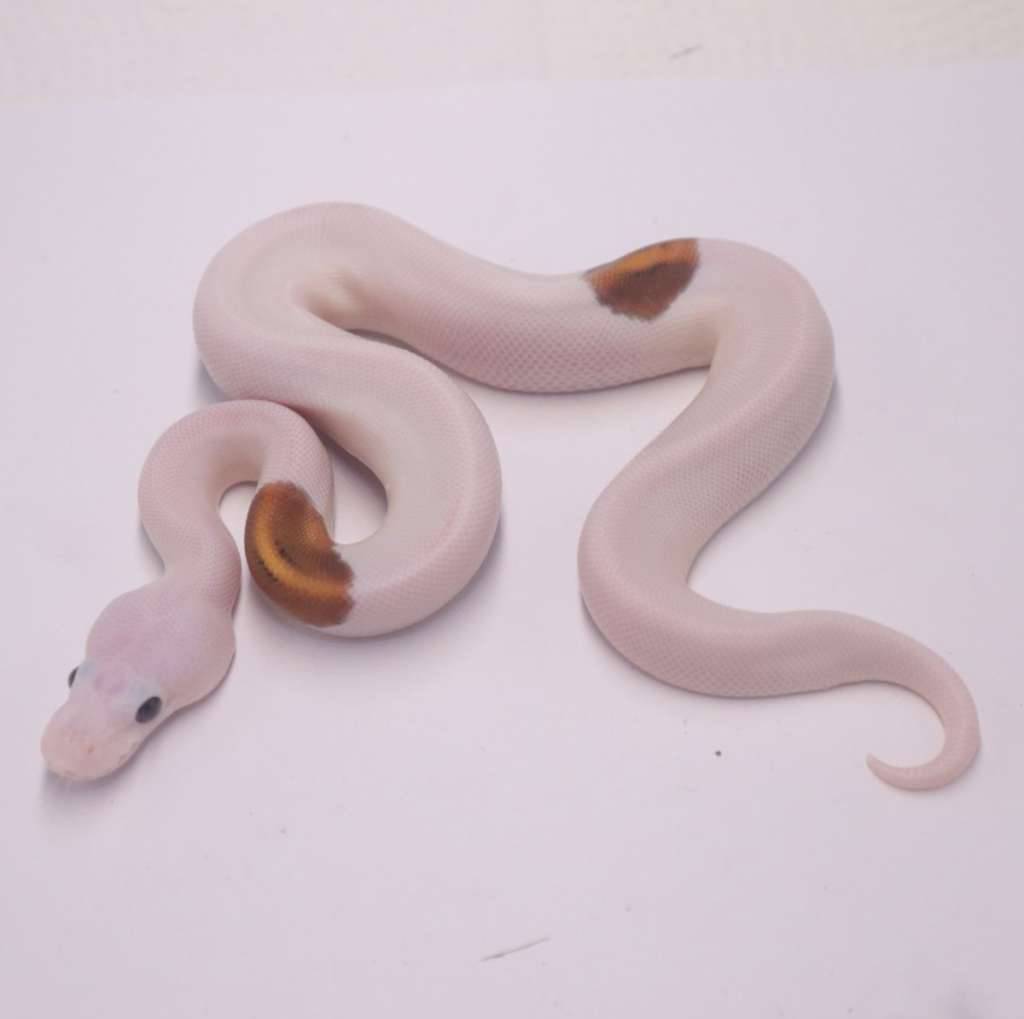 black-pastel-special-pied-ZG0BJZ18EN