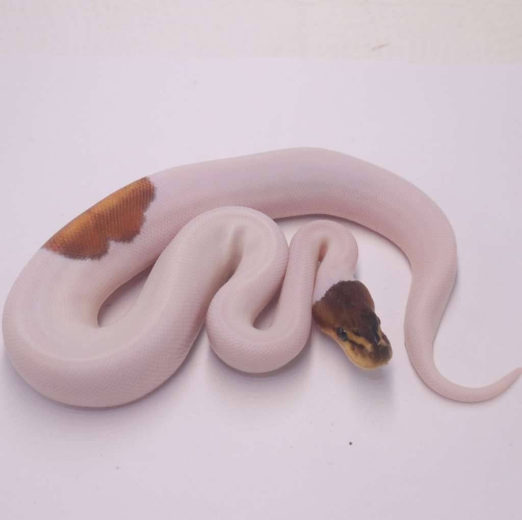 black-pastel-special-pied-2VSPM403U3