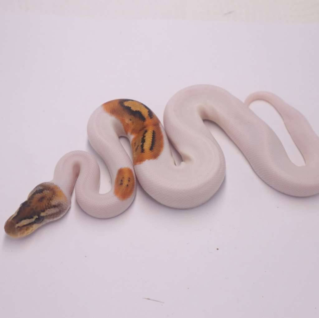 special-pied-UBW6JN148C
