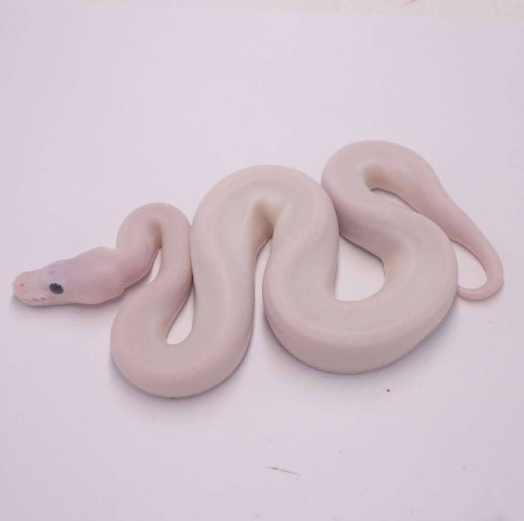 special-pied-IUZN931U8Y