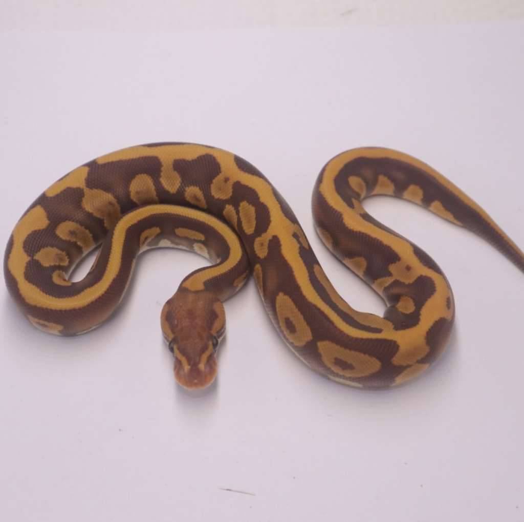 leopard-mahogany-ultramel-UWZ6TK7GG2