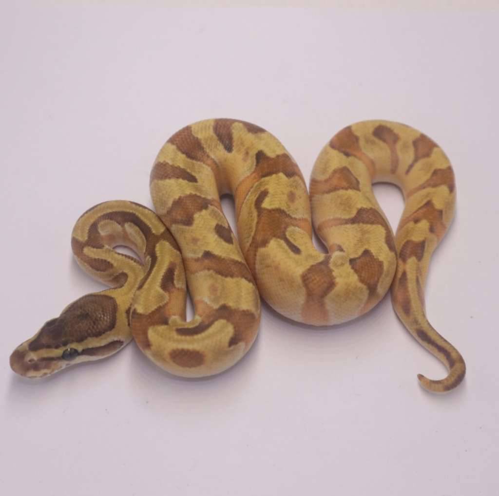 super-enchi-orange-dream-mojave-het-pied-22ZZW537WW