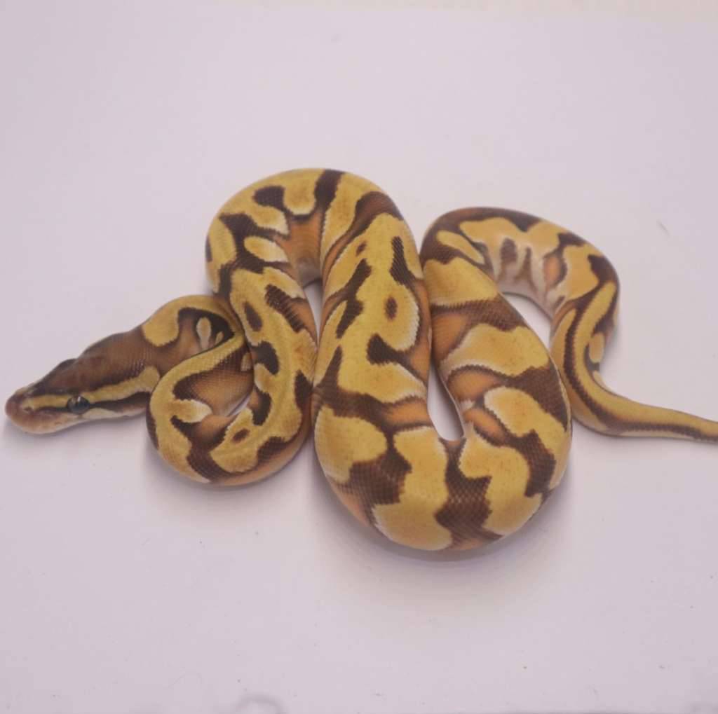 enchi-orange-dream-mojave-het-pied-KGQL1V4DBR