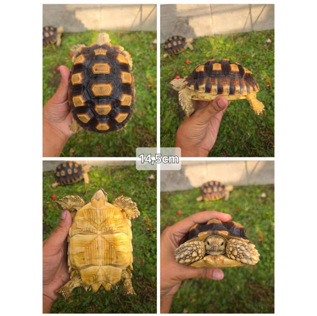 sulcata-145cm-sehat-mulus-aktif--rakus-QOZ62KBDMP
