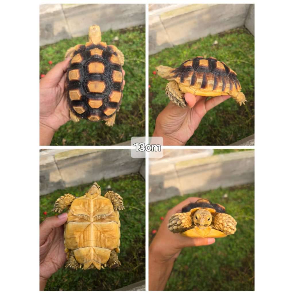 sulcata-13cm-sehat-mulus-aktif--rakus-CSIJLHC3D7