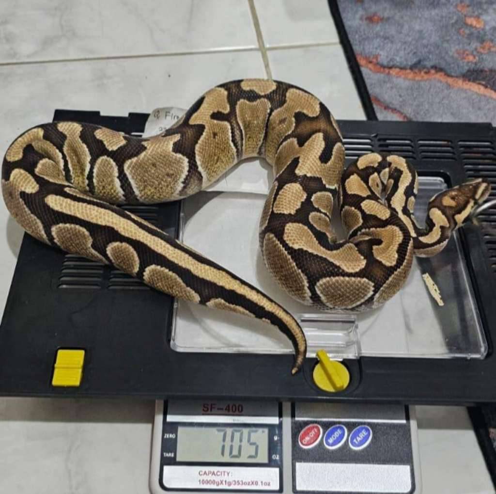 ball-pyhton-fire-het-albino-T9T3VF2370