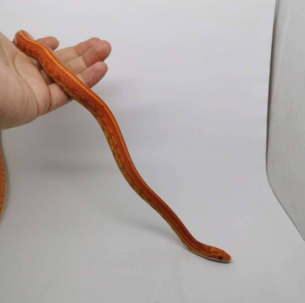 cornsnake-amel-tessera-het-diffused-XPKGPNQW74