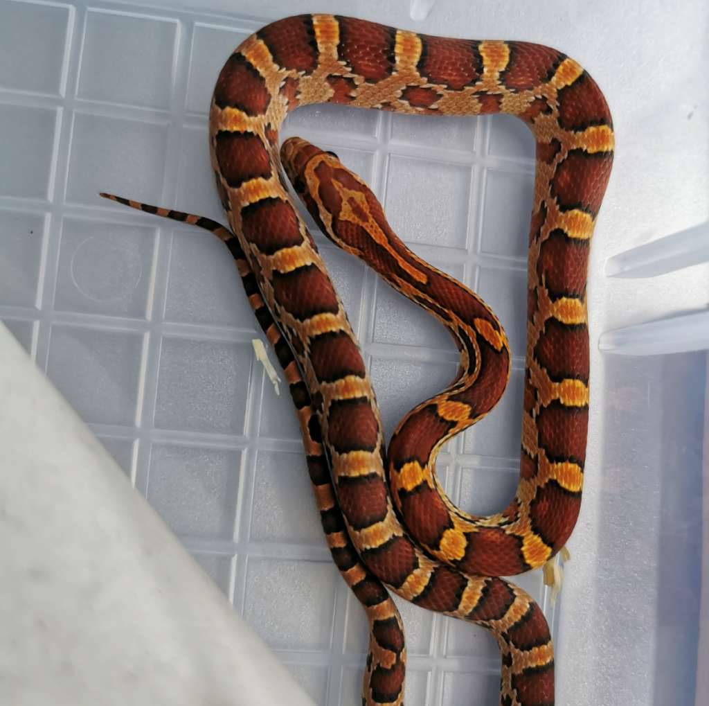cornsnake-normal-het-anery-sunkissed-66-het-hypo-BWX5UW2SOQ