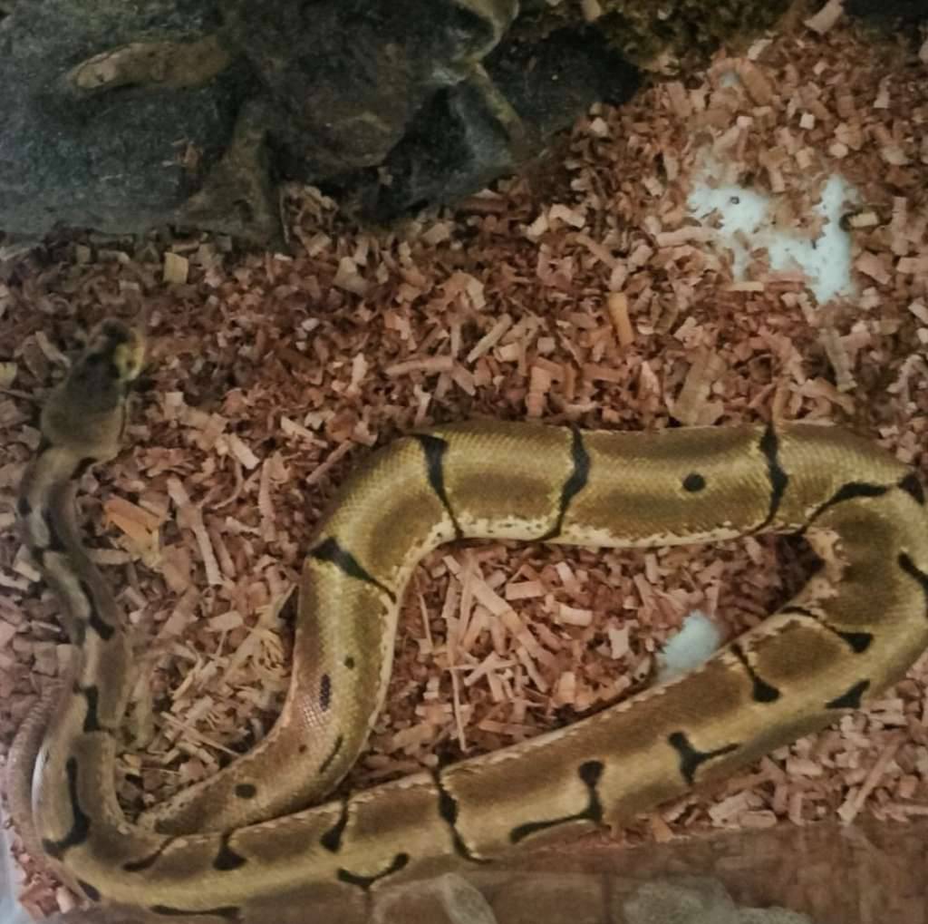 spider-enchi-het-lavender-het-pied-HDBRDI02PG