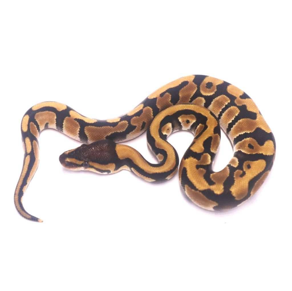 phantom-orange-dream-jaguar-het-clown-Z17DI32W43