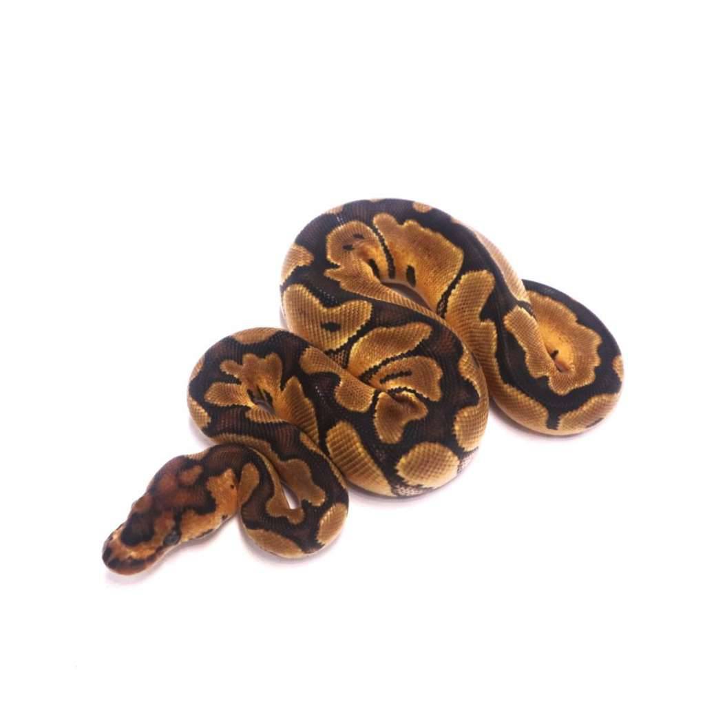 orange-dream-clown-QQ9XKTHBIW