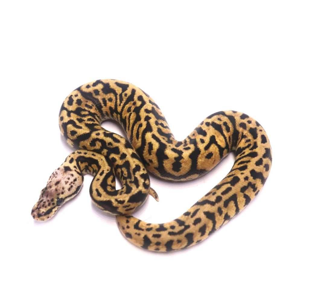 confusion-pastel-spotnose-het-clown-U9VUB4A3KO