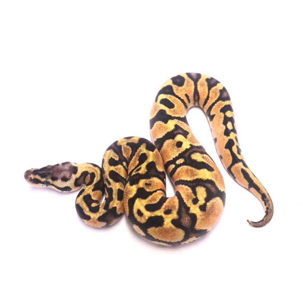 pastel-orange-dream-jaguar-het-clown-93CIBPFSJP
