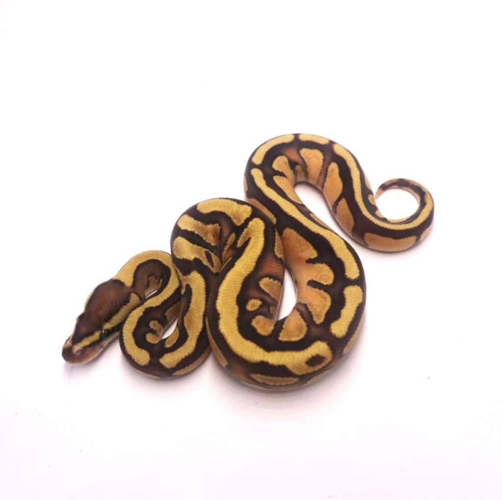fire-enchi-het-tristripe-lavender-S2IPNBY22B