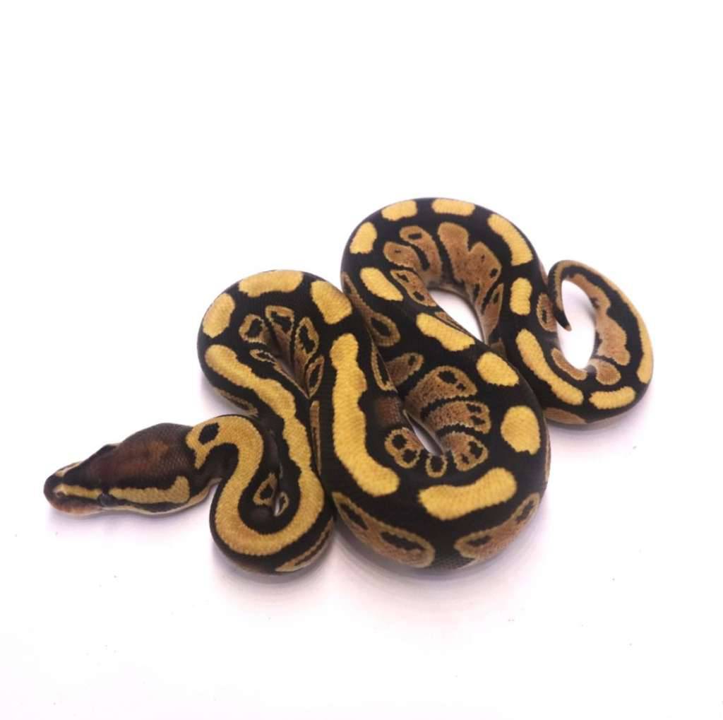 fire-poss-het-tristripe-lavender-UZELJHXEJE