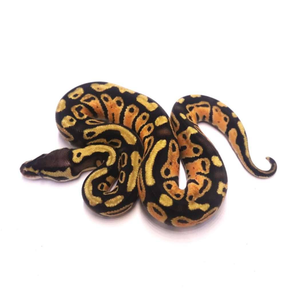 pastel-poss-het-lavender-tristripe-TB9STX55XF