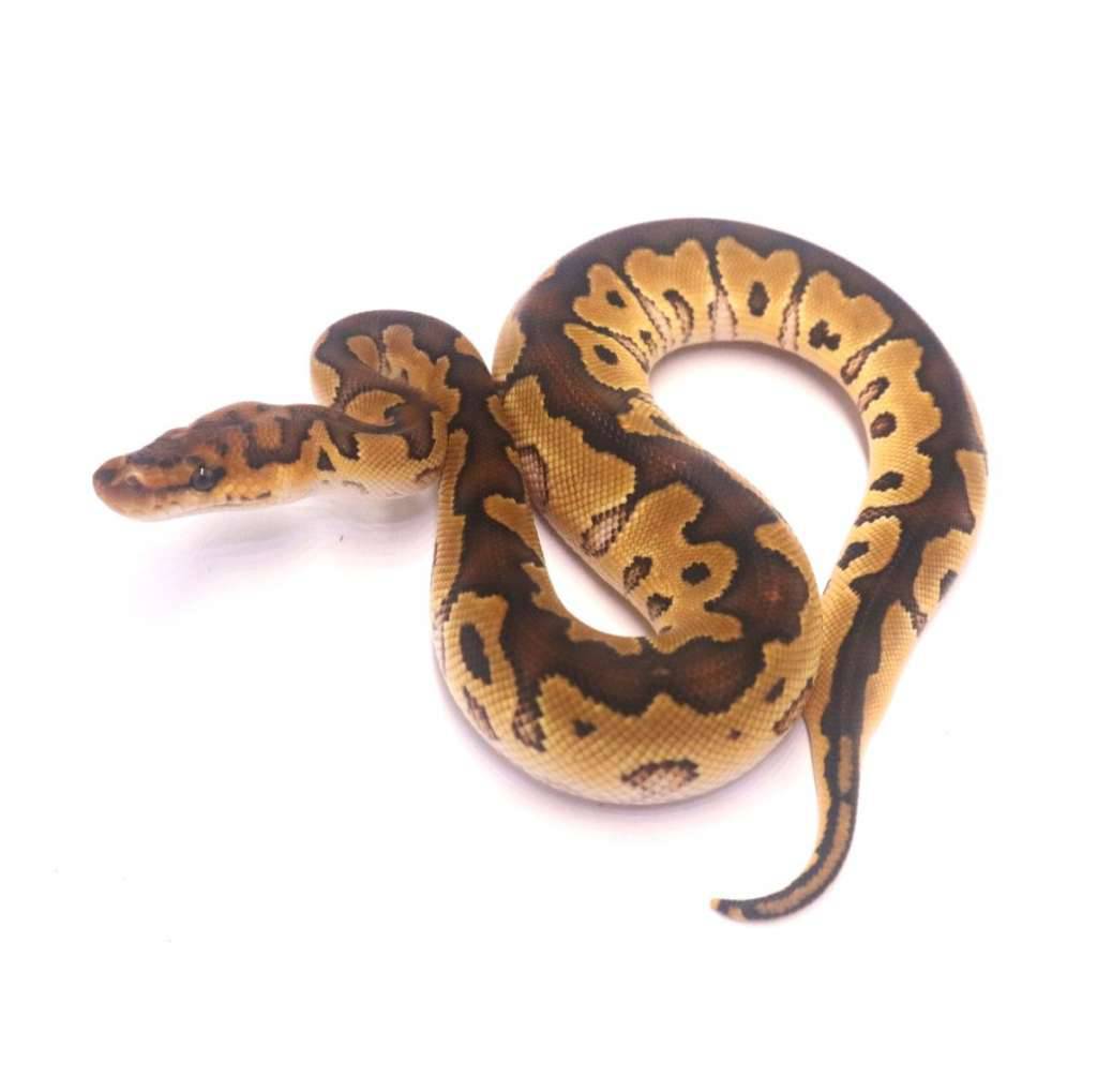 special-clown-poss-het-lavender-OHG54TFNCG