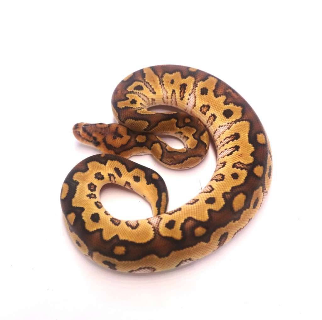 special-clown-poss-het-lavender-monsoon-1MJGC1U3CX