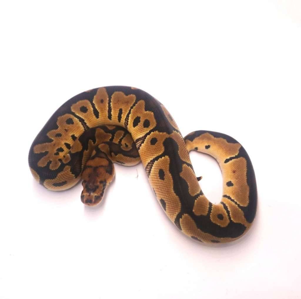 clown-poss-het-lavender-T9YRSMCNSG