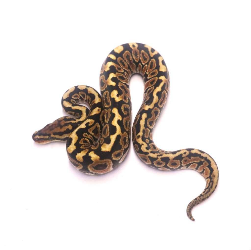 special-spotnose-het-clown-poss-het-monsoon-marker-RQVQCO34SS