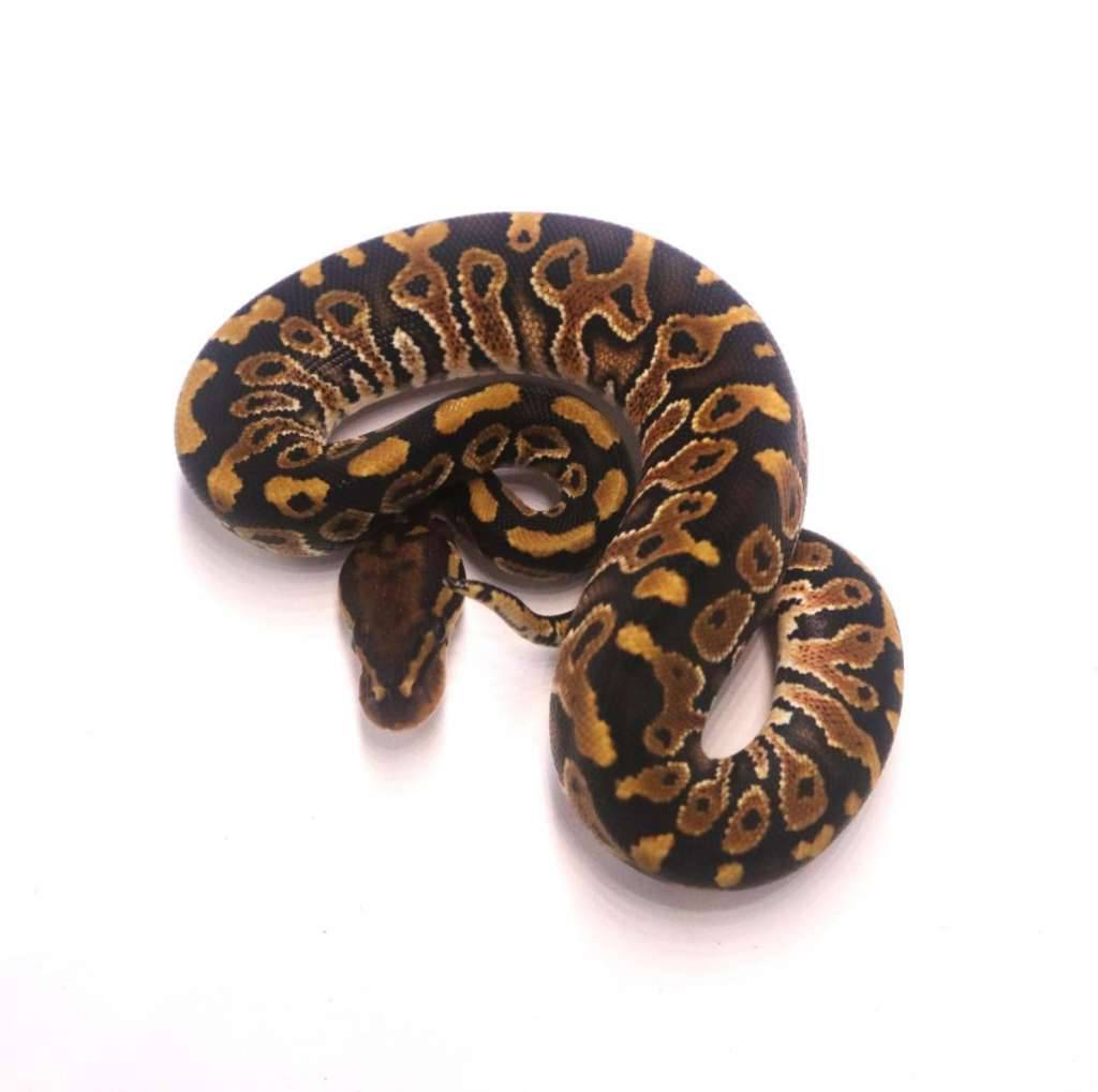 special-het-clown-poss-het-monsoon-marker-7ARL89QFCW