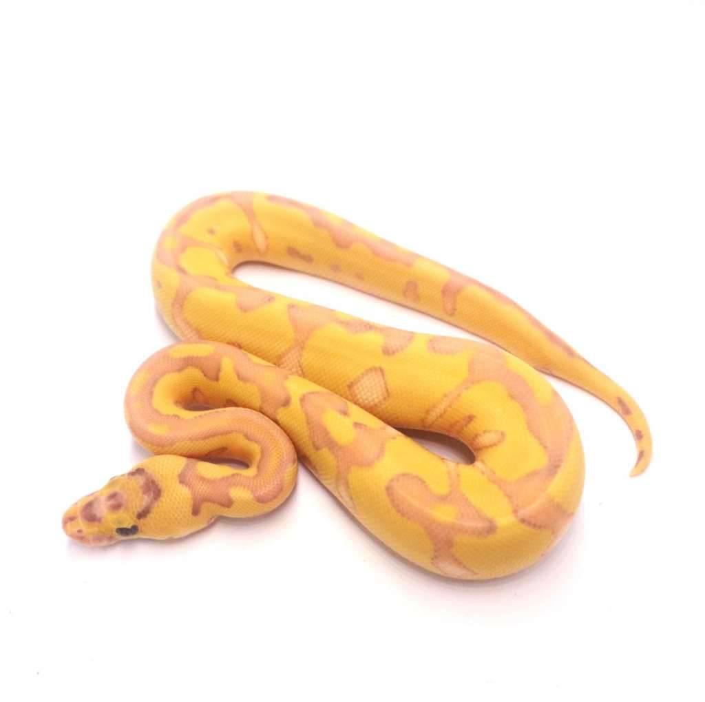banana-lesser-enchi-clown-9CQZTXQ971