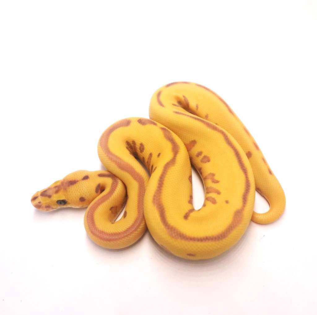 banana-leopard-enchi-clown-S6W9AHLFGA