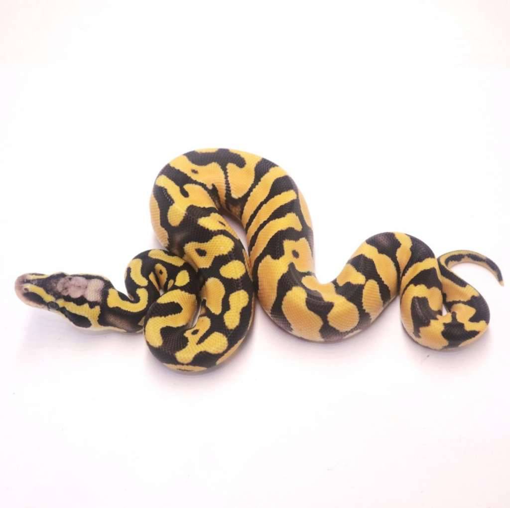 pastel-desert-ghost-HBQRA9RIU0