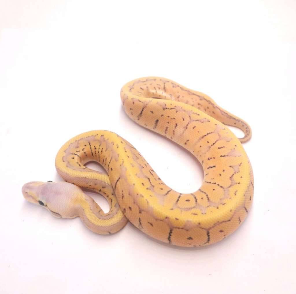 super-pastel-pinstripe-het-desert-ghost-VNDB24TZ9F