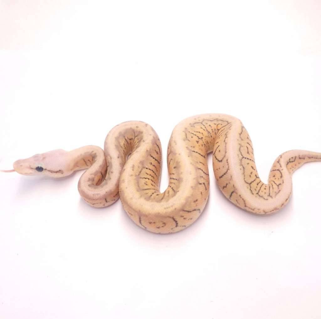 super-pastel-pinstripe-spotnose-het-desert-ghost-ITEUZMND5V